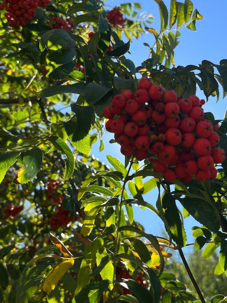 Для украшения статьи.