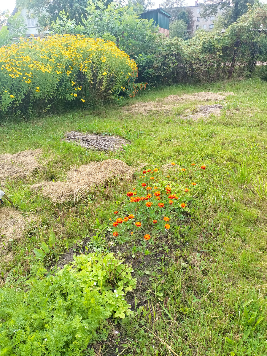 Мамин огород. Очень рада, что она сажает немного.