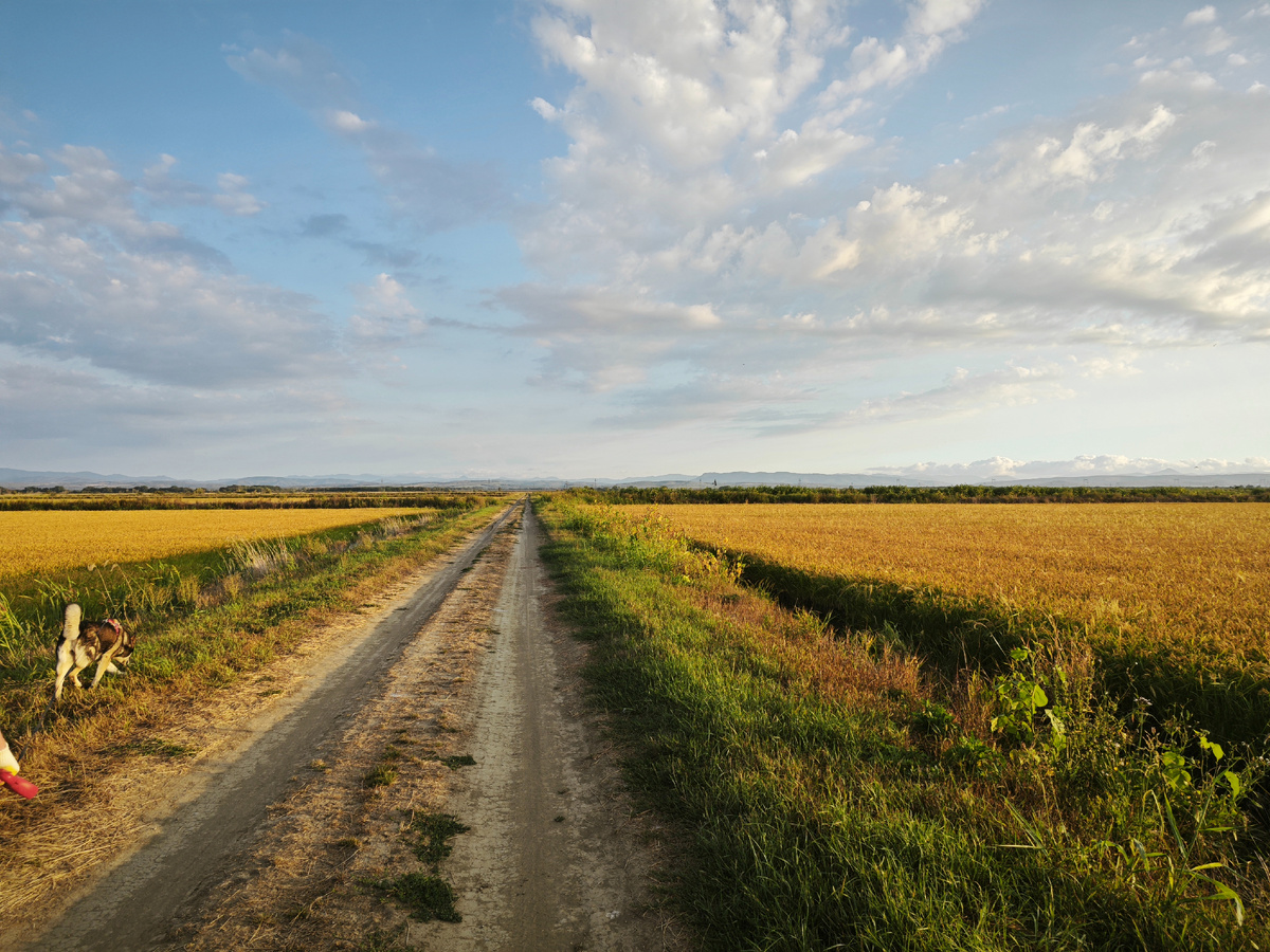 Рисовые поля
