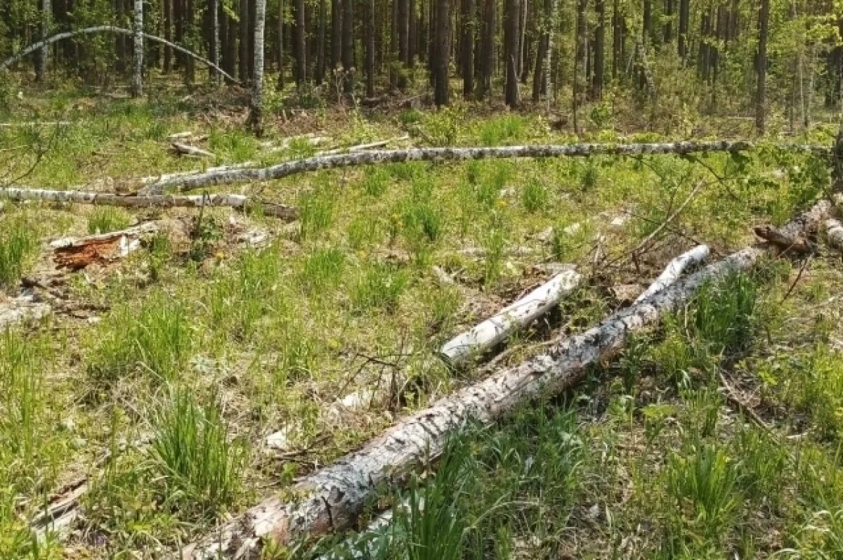    За вырубку леса на 22,5 млн рублей черного лесоруба лишили свободы на 7 лет