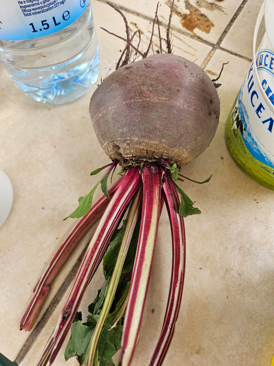 Получилась крупненькая, сорт не знаю