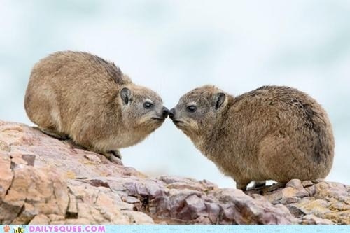 * Источник фото - Пинтерест. На снимке даман- зверёк,  предположительно давший свое прозвище топониму, вынесенному в заголовок.