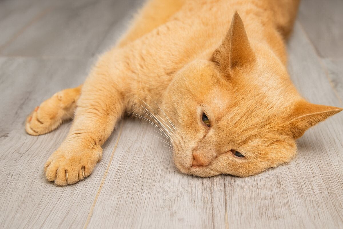 Как понять, что котик заболел 