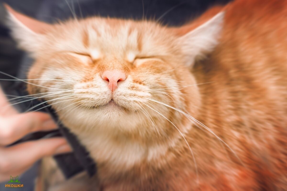 Довольный котик 