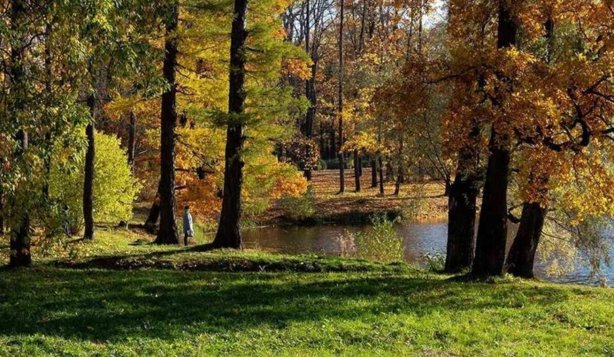     Осенний лес. Источник: kp.ru Автор фото: Олег Золото