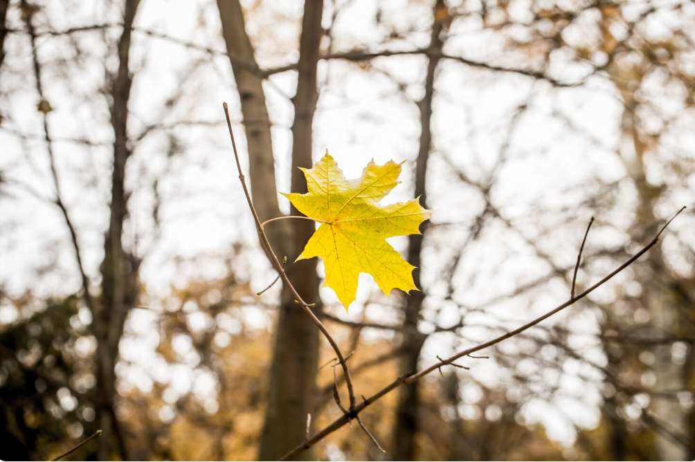 Фото: freepik / pvproductions