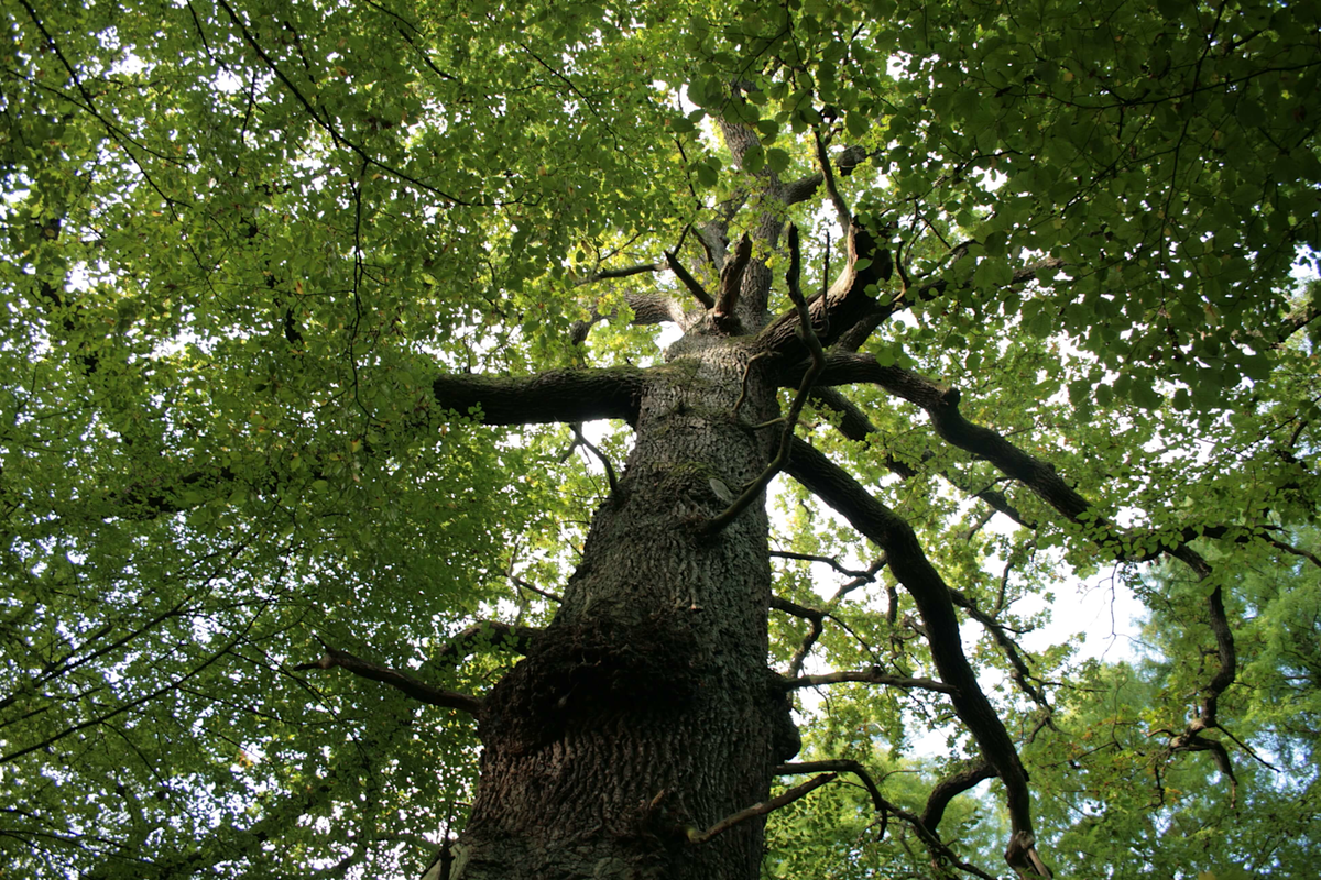 Вид сверху на зрелый раскидистый дуб с толстым стволом и густой зеленой кроной.