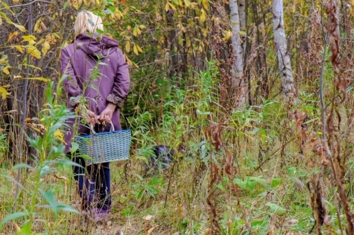    Грибник так заплутал в лесу Башкирии, что вышел в соседнем Оренбуржье
