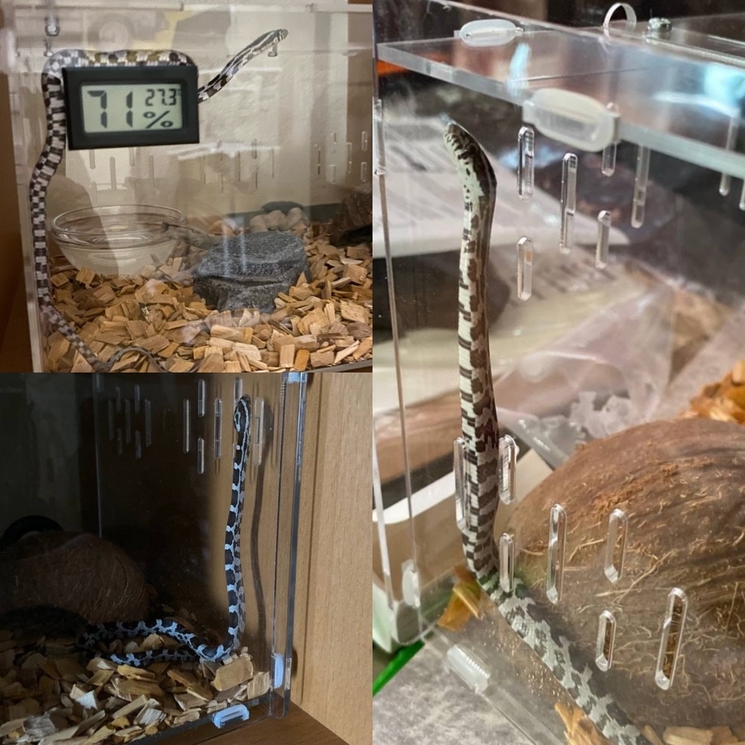 Вы думаете, он не сможет сбежать, если крышка будет открыта?