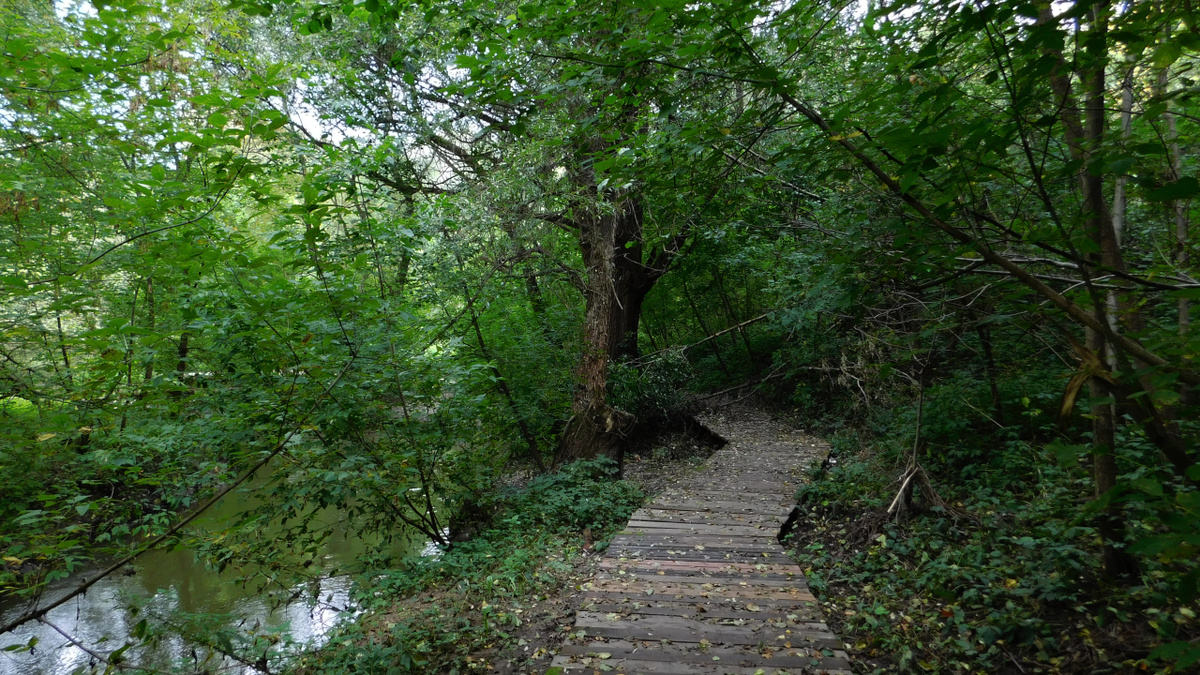 Чуть далее, на мостке лежит упавшее дерево