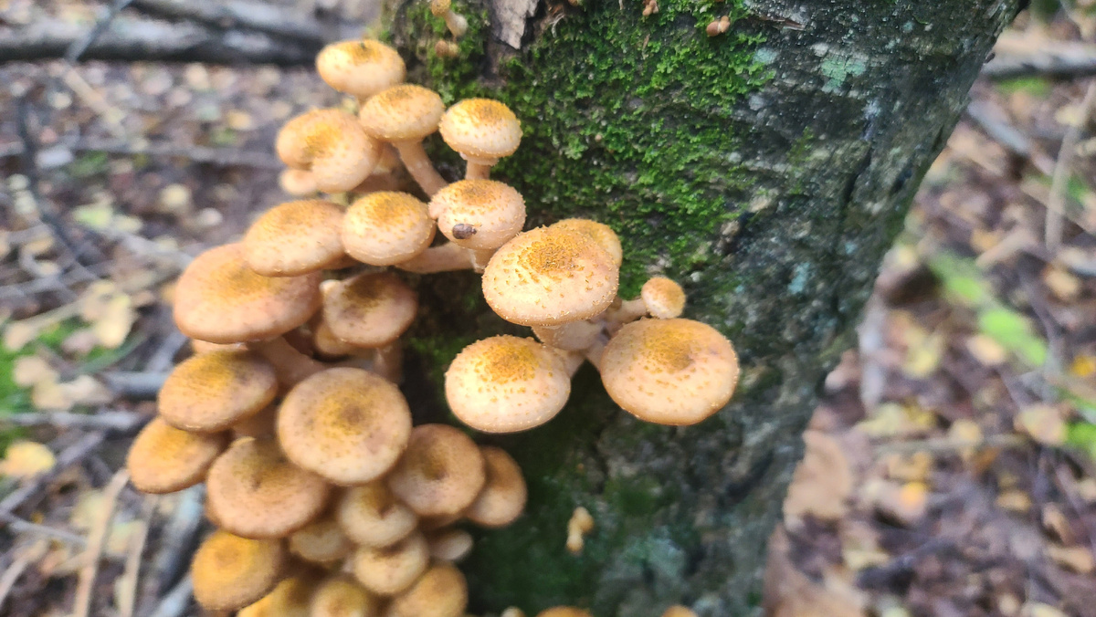 Фото сбора от 03.09.25