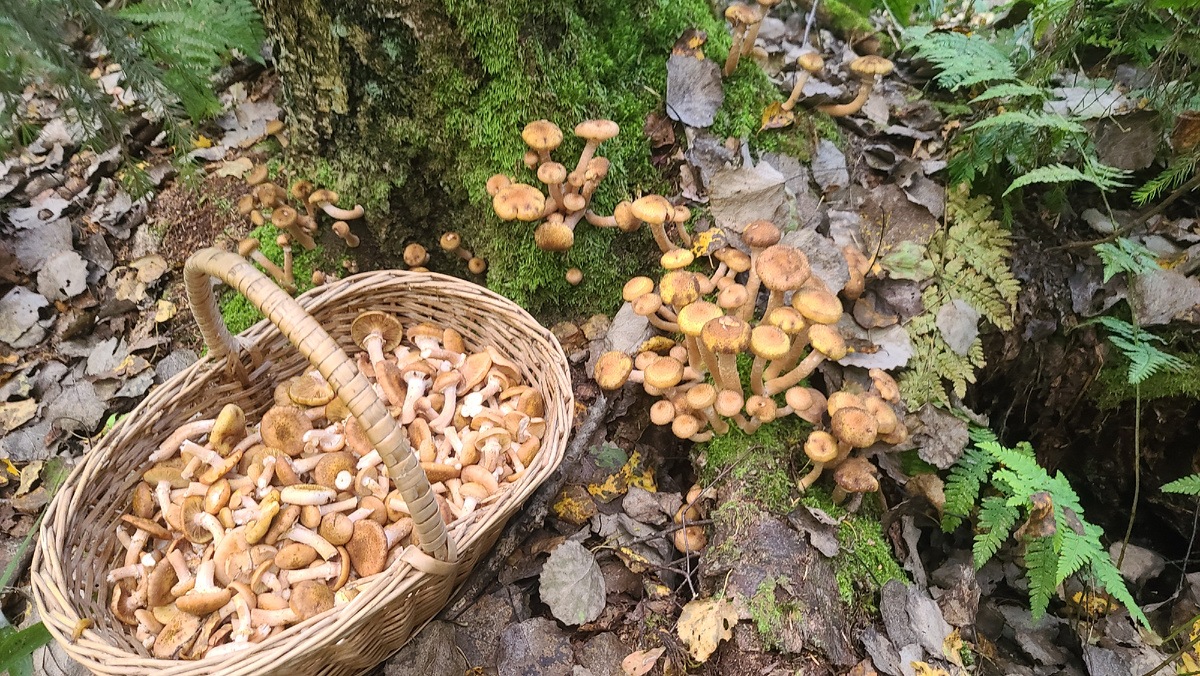 Фото сбора от 03.09.25