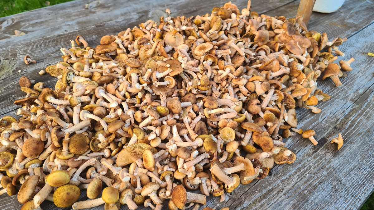 Фото сбора от 03.09.25