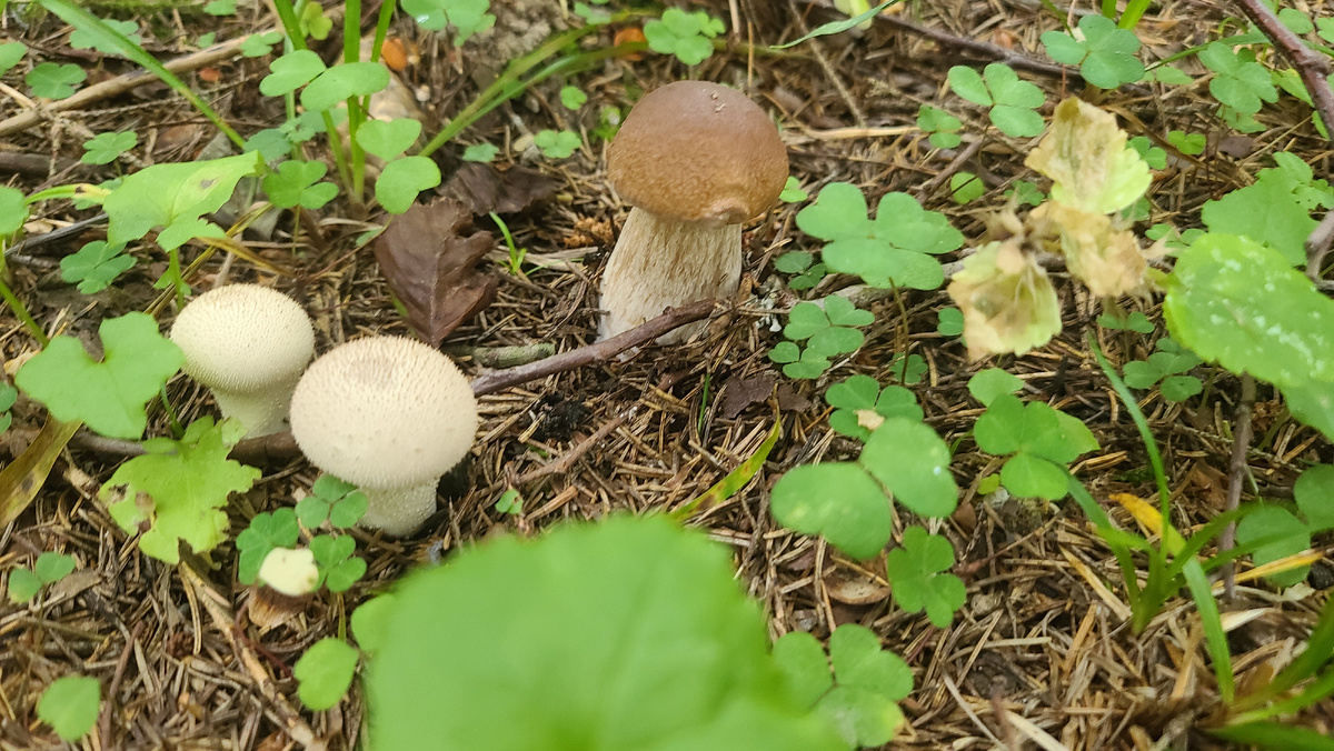 Фото сбора от 04.09.25