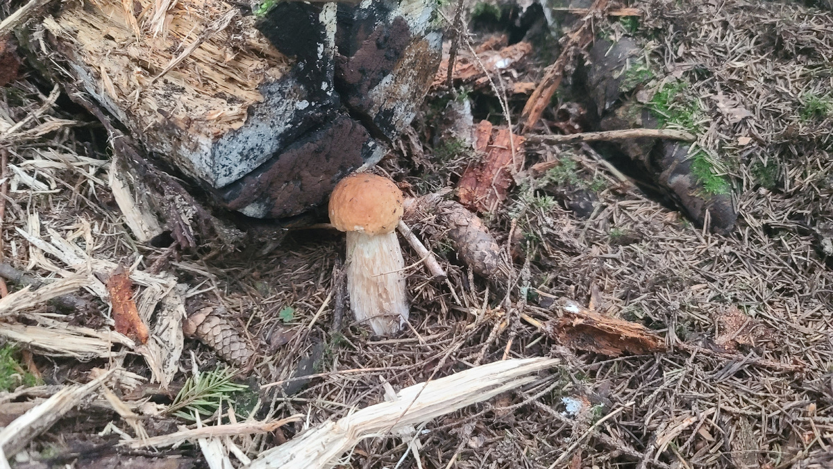 Фото сбора от 04.09.25