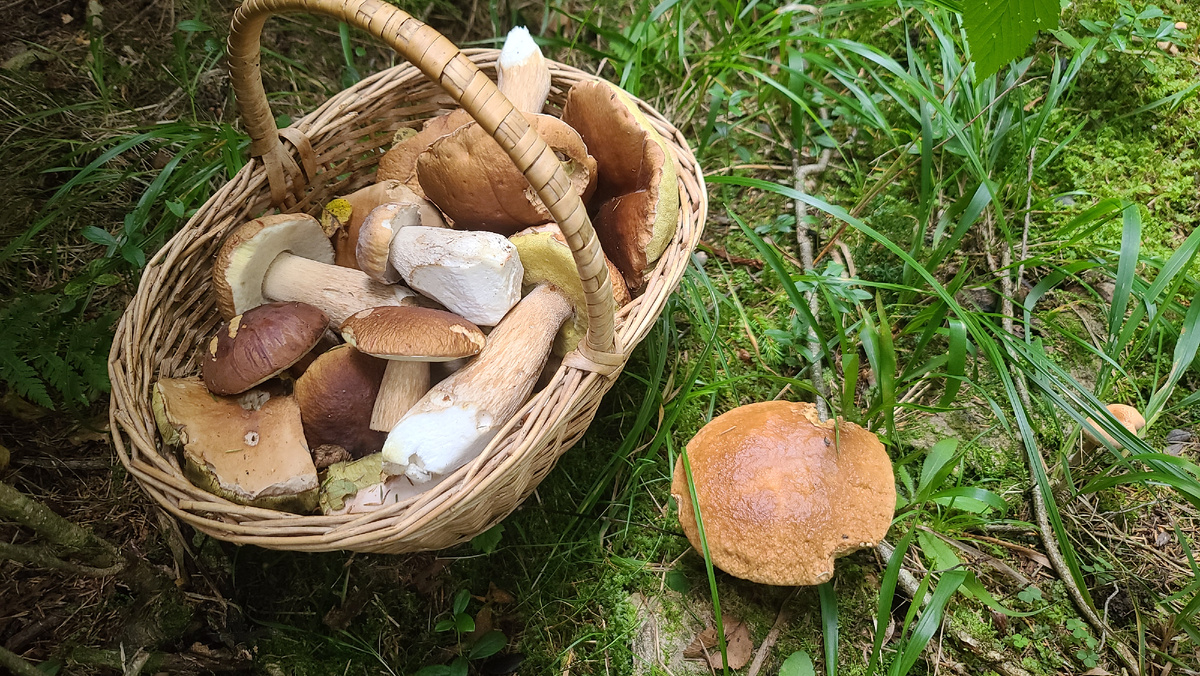 Фото сбора от 04.09.25