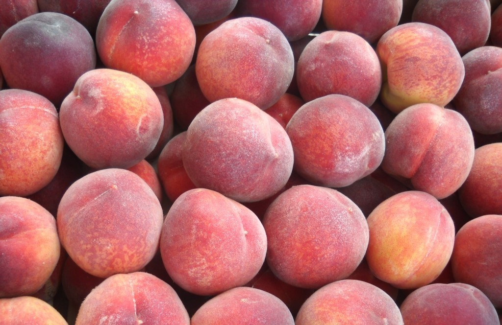 Фото: пресс-служба Северо-Западного межрегионального управления Россельхознадзора