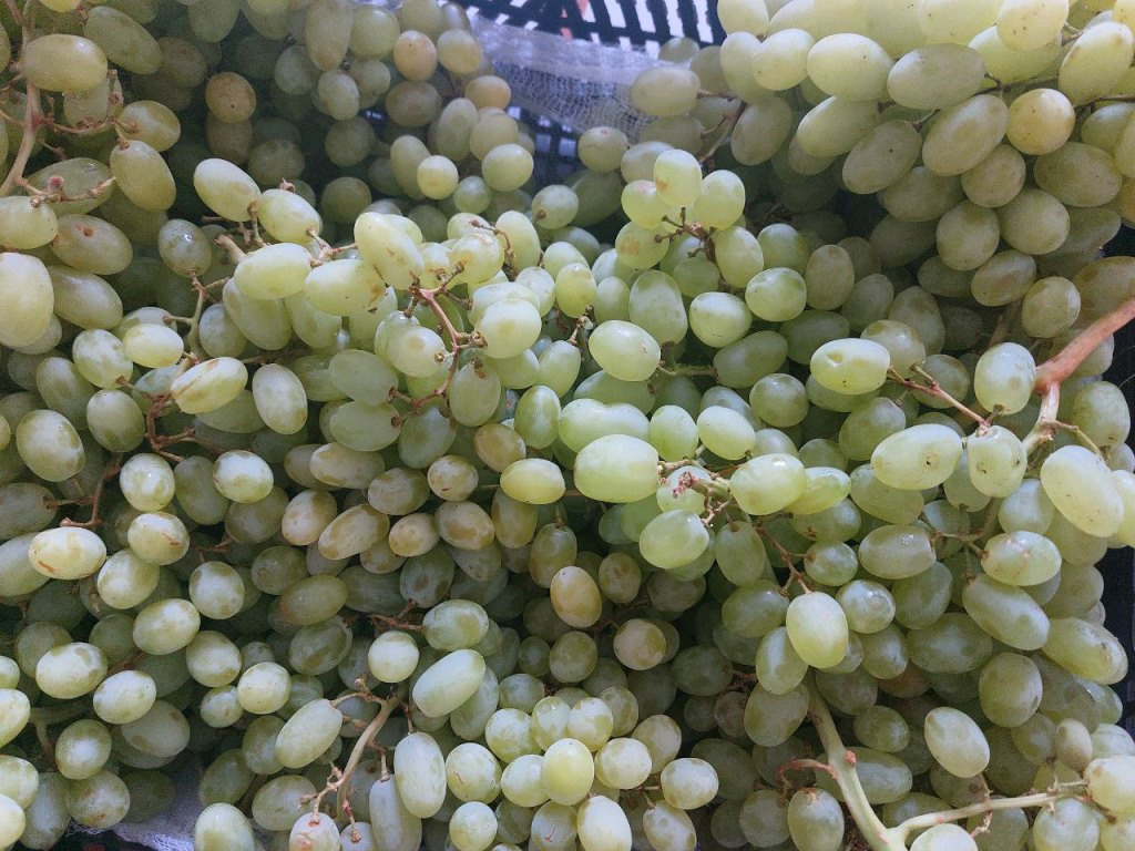 Фото: пресс-служба Северо-Западного межрегионального управления Россельхознадзора