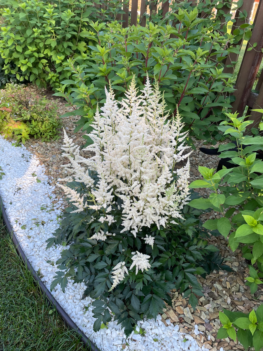 Именно белая осталась расти. Самая выносливая 