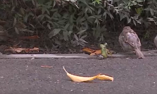     Предстоящие выходные в Красноярске будут теплыми, но дождливыми