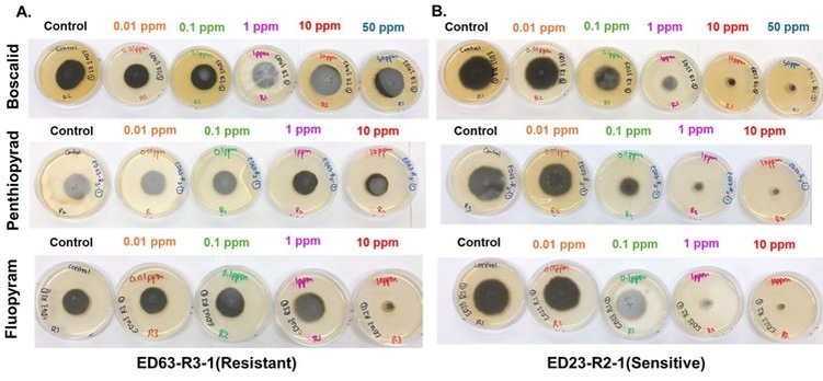    Семена могут распространять устойчивость патогенов к фунгицидам на огромные расстояния