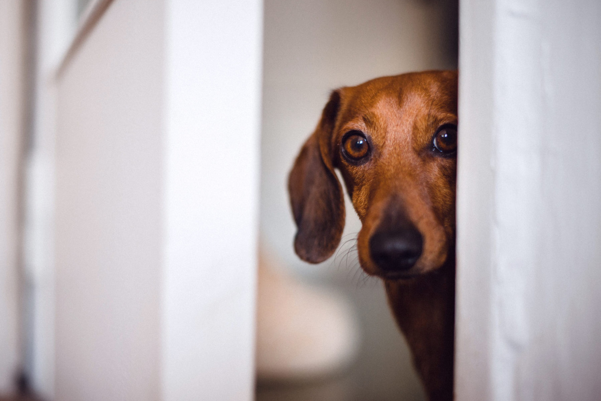 Обязательно попробуйте помолчать с собакой хотя бы денёк. Фото Katarina Radonic/iStock