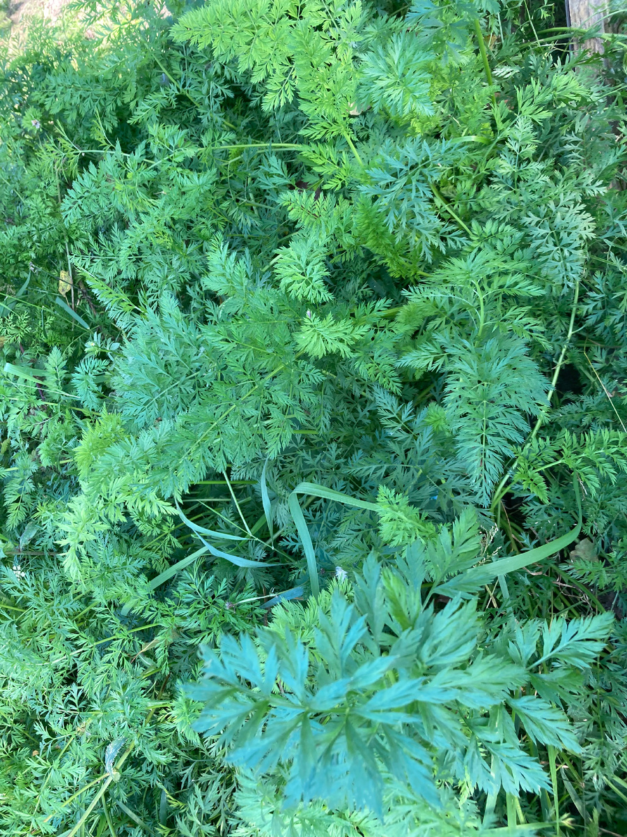 Морковная грядка, засеяна просроченными семенами