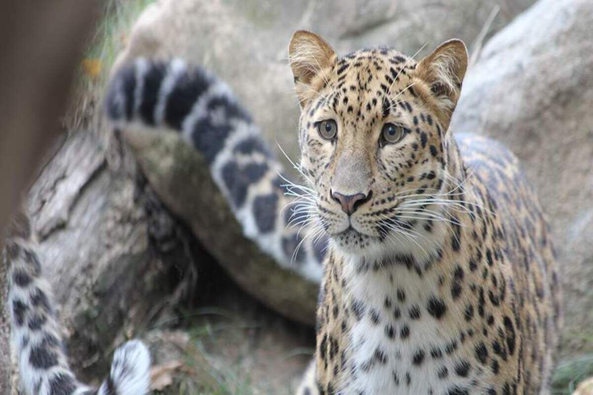    Фото: пресс-служба национального парка «Земля леопарда»
