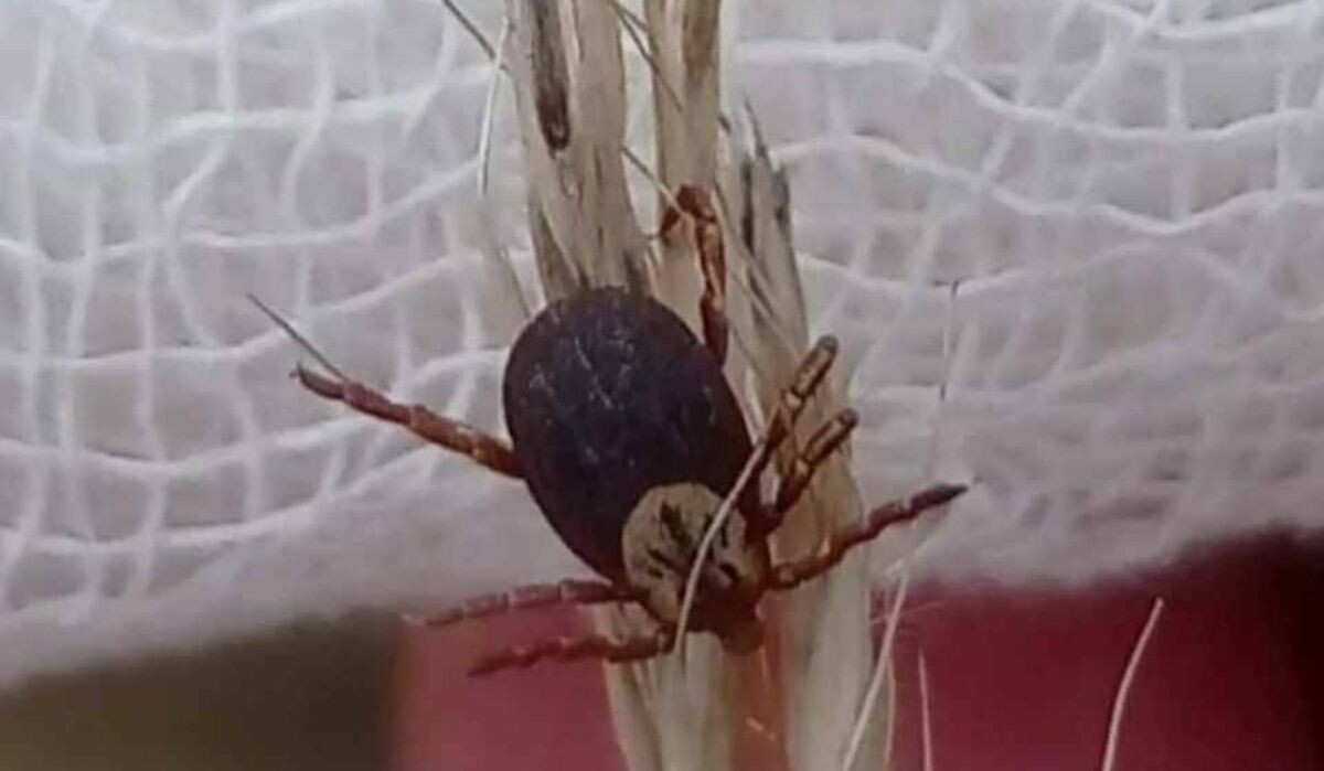     Клещ. Источник: kp.ru Автор фото: Пресс-служба Роспотребнадзора Красноярска.