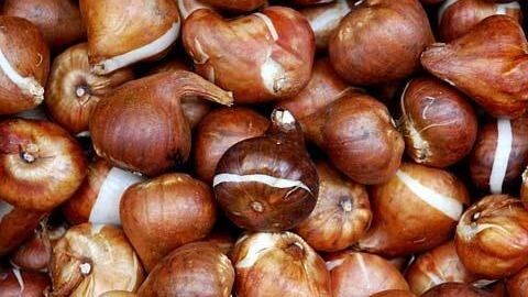 Качественные луковицы