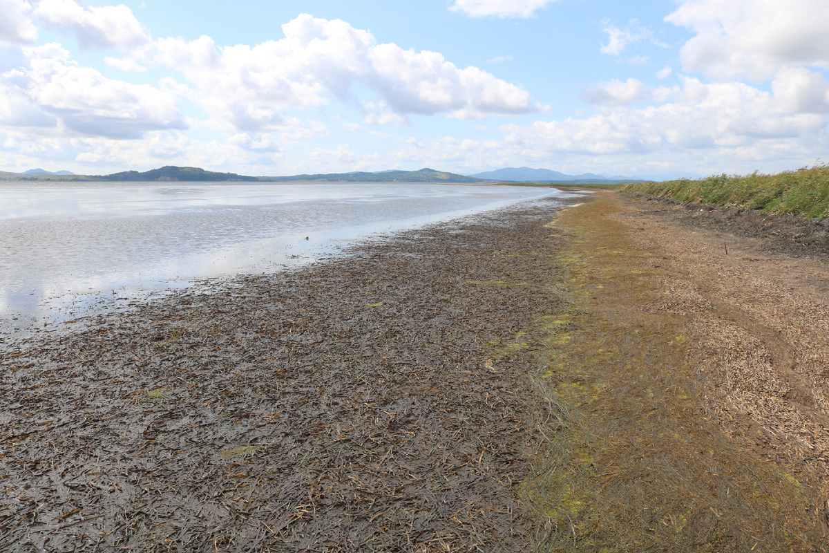 Берега бух. Экспедиции возле Краскино.