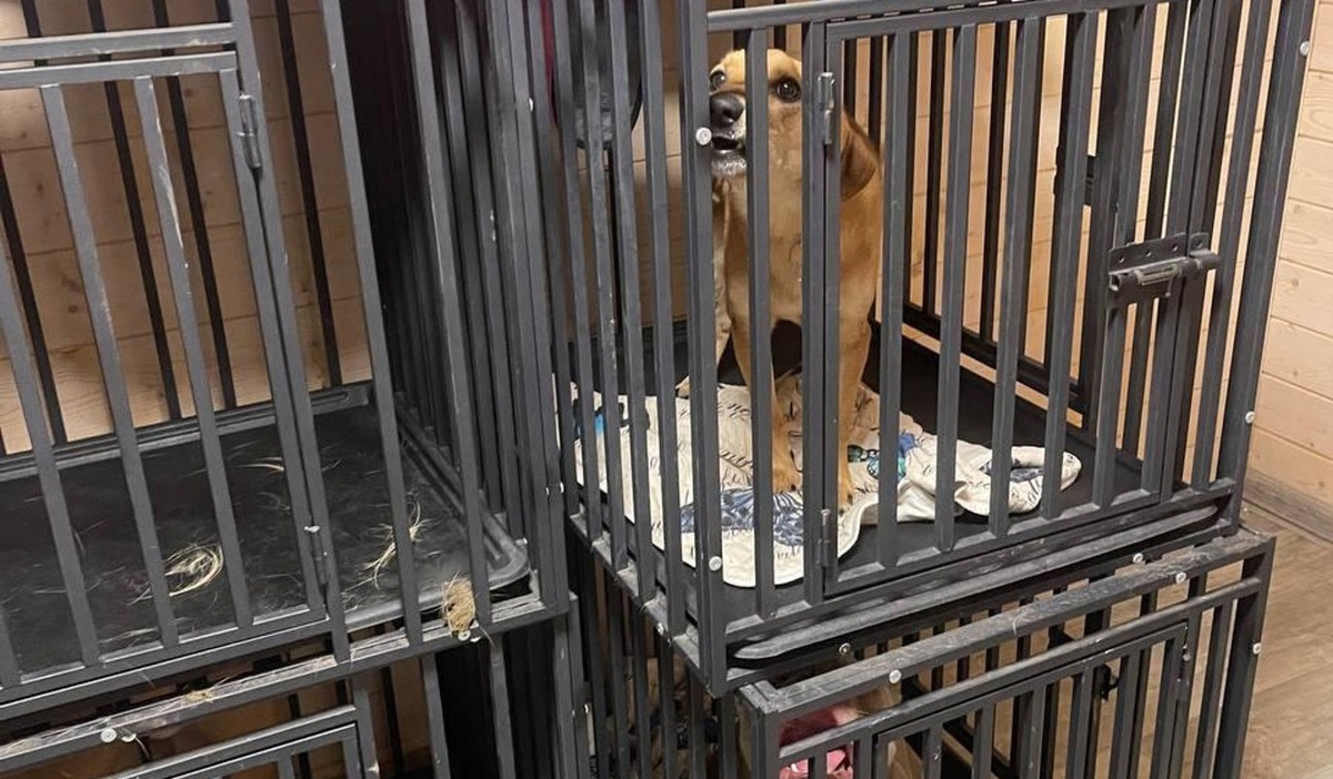    Фото: Телеграм-канал: Джарахов Эльдар Казанфарович