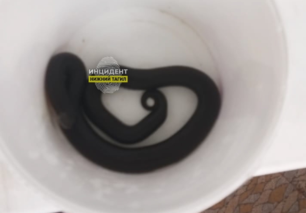 Фото: подписчица паблика «Инцидент Нижний Тагил» ВКонтакте  📷
