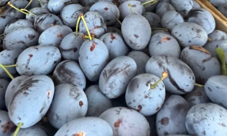    Фото: Северо-Западное межрегиональное управление Россельхознадзора