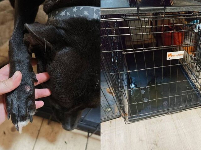    Фото: телеграм-канал MONA