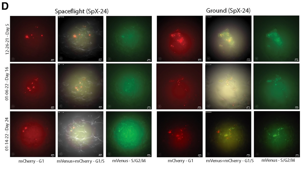 Снимки клеток с миссии SpX-24: в течение 34 дней клетки были на орбите, а общее время их культивирования в реакторе — 42 дня. Изображения получали в одном и том же месте реактора, чтобы наблюдать, как клетки проходят через разные стадии развития.    
 Источник: Pham, Jessica et al.  📷
