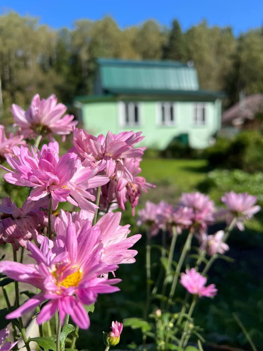 Сентябрь окутал мой сад золотистым и таким уютным теплом 🥰