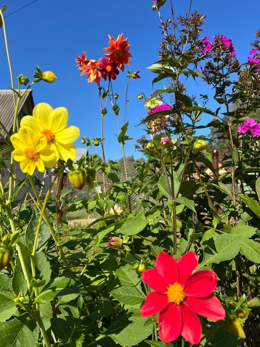 Сентябрь окутал мой сад золотистым и таким уютным теплом 🥰