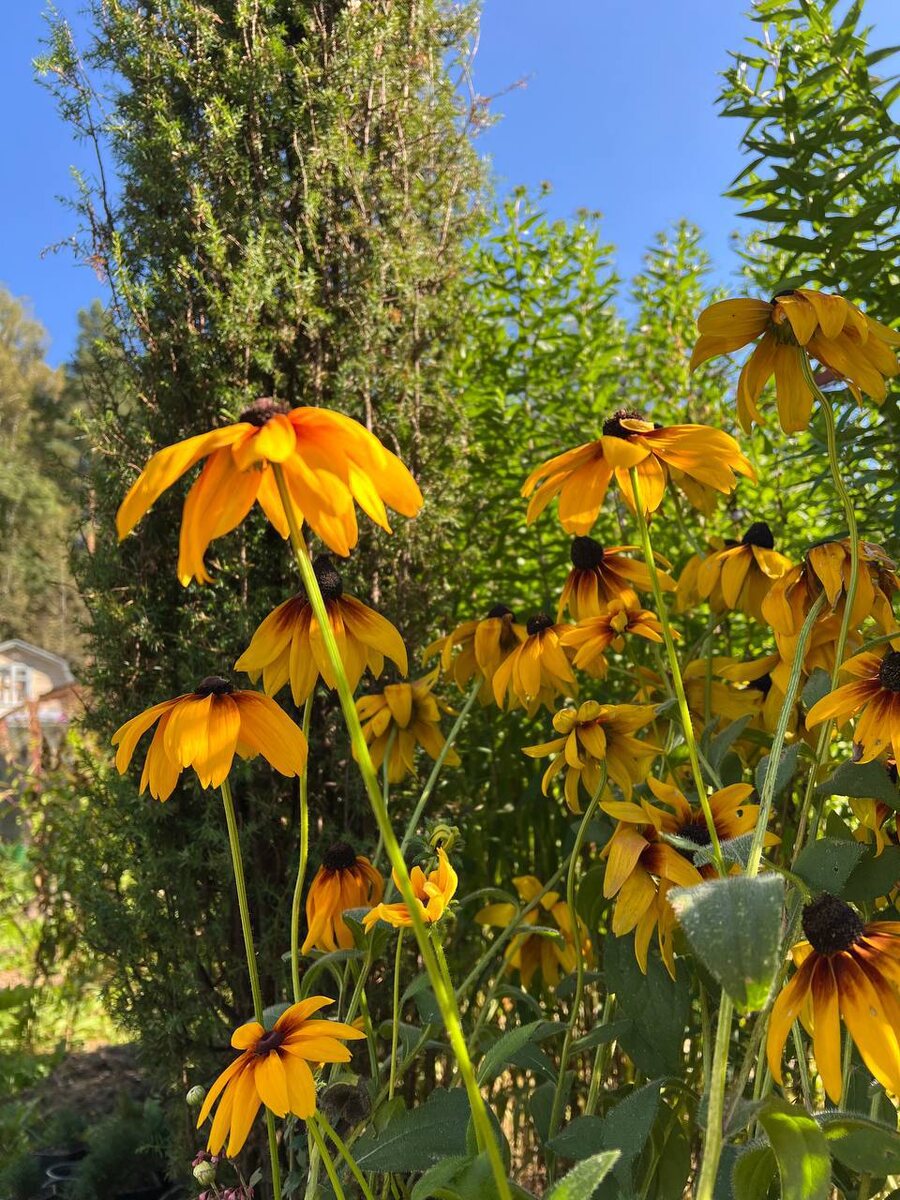 Сентябрь окутал мой сад золотистым и таким уютным теплом 🥰