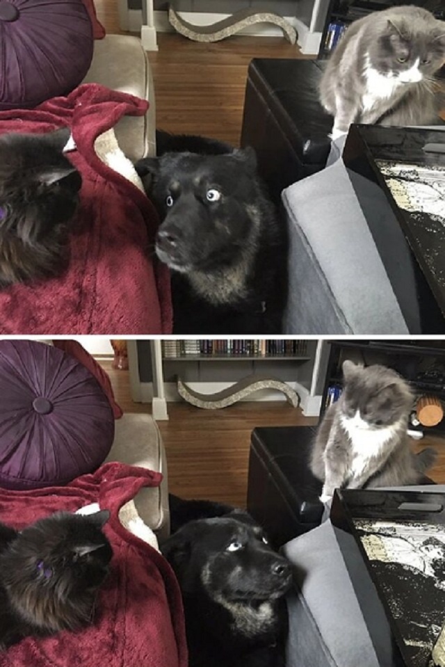 30 кадров кото-собачьего хаоса: когда два мира сталкиваются в одной квартире