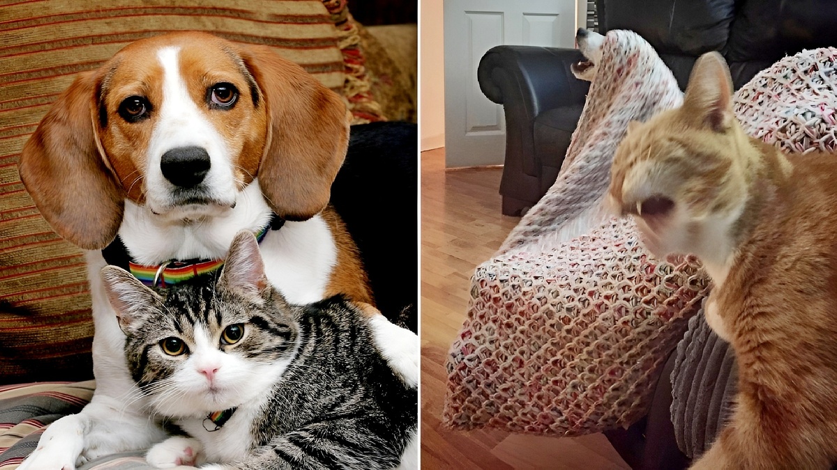 30 кадров кото-собачьего хаоса: когда два мира сталкиваются в одной квартире