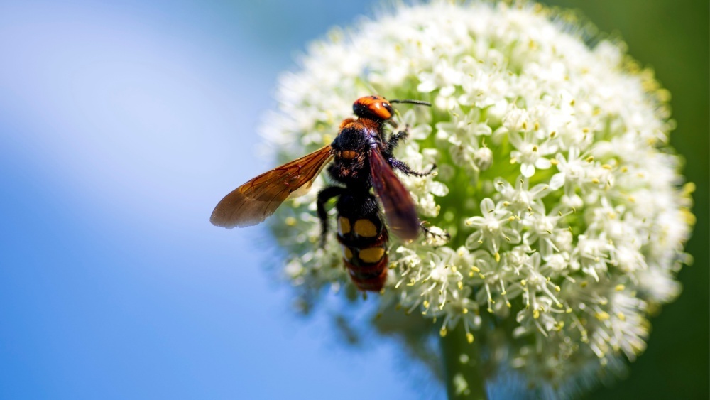     Фото: Nataliia Maksymenko/Shutterstock/FOTODOM