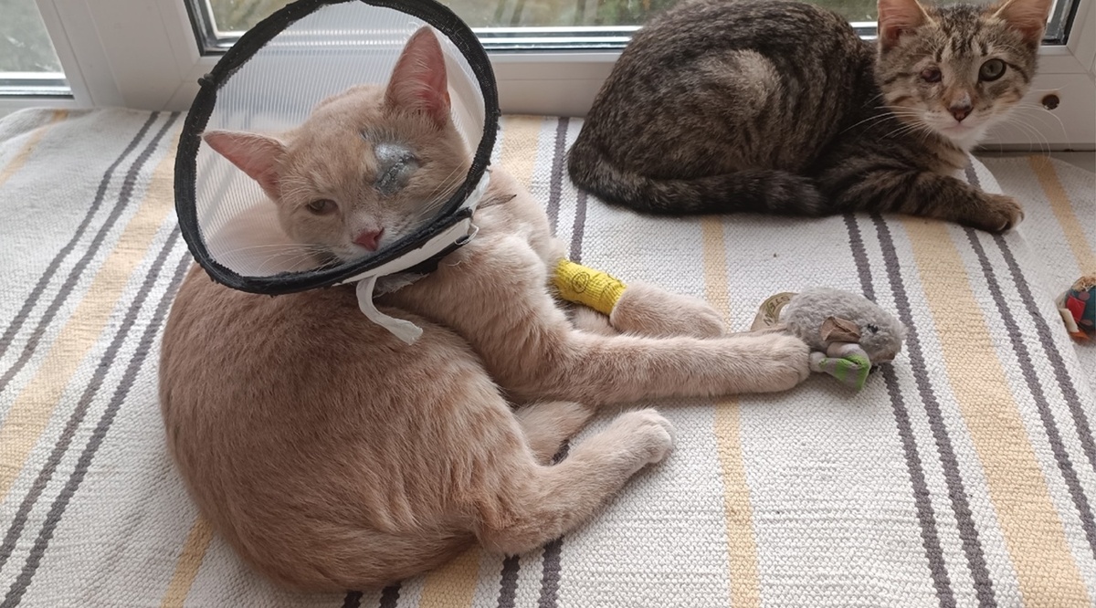 Абрикосик готов, Брют на очереди