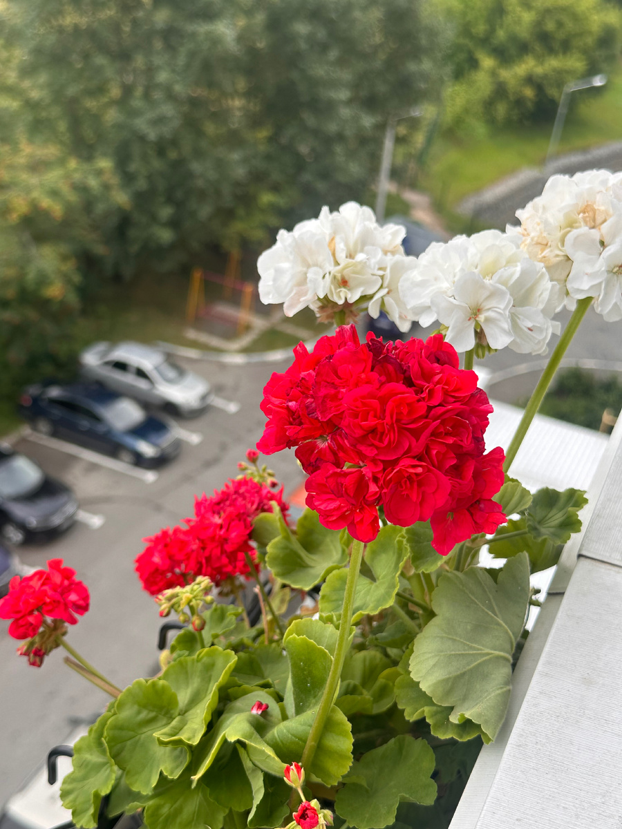 Аина с другими пеларгониями на балконе🥰