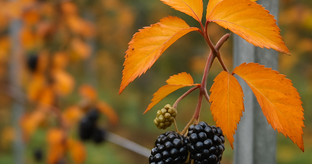 Ежевика без колючек: осенняя шпалера и обрезка корней для мощного старта