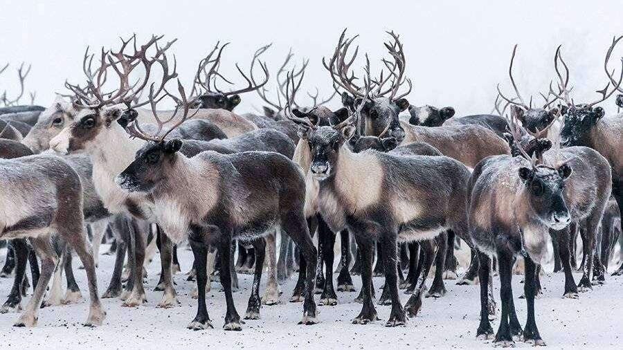 И этих тудой