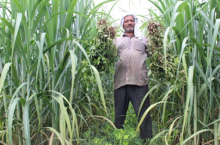 В деревне Махалка, Меерут, участок площадью 0, 4 га, на котором фермер Вирендер Сингх Виха выращивает сахарный тростник и арахис у шоссе, привлек широкое внимание соседних фермеров. Фото: Nima/CIMMYT.📷    Совместное выращивание арахиса и сахарного тростника: путь к диверсификации в западном Уттар-Прадеше
