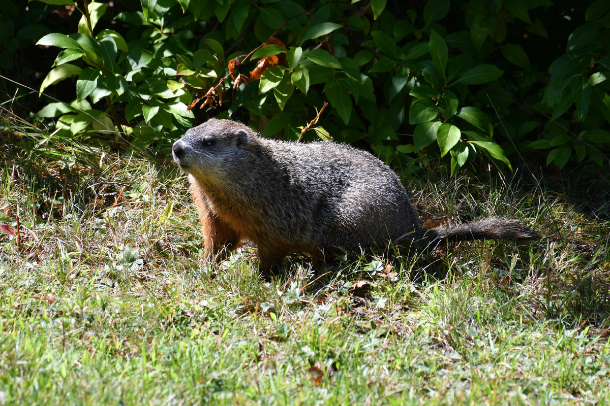 Лесной сурок 