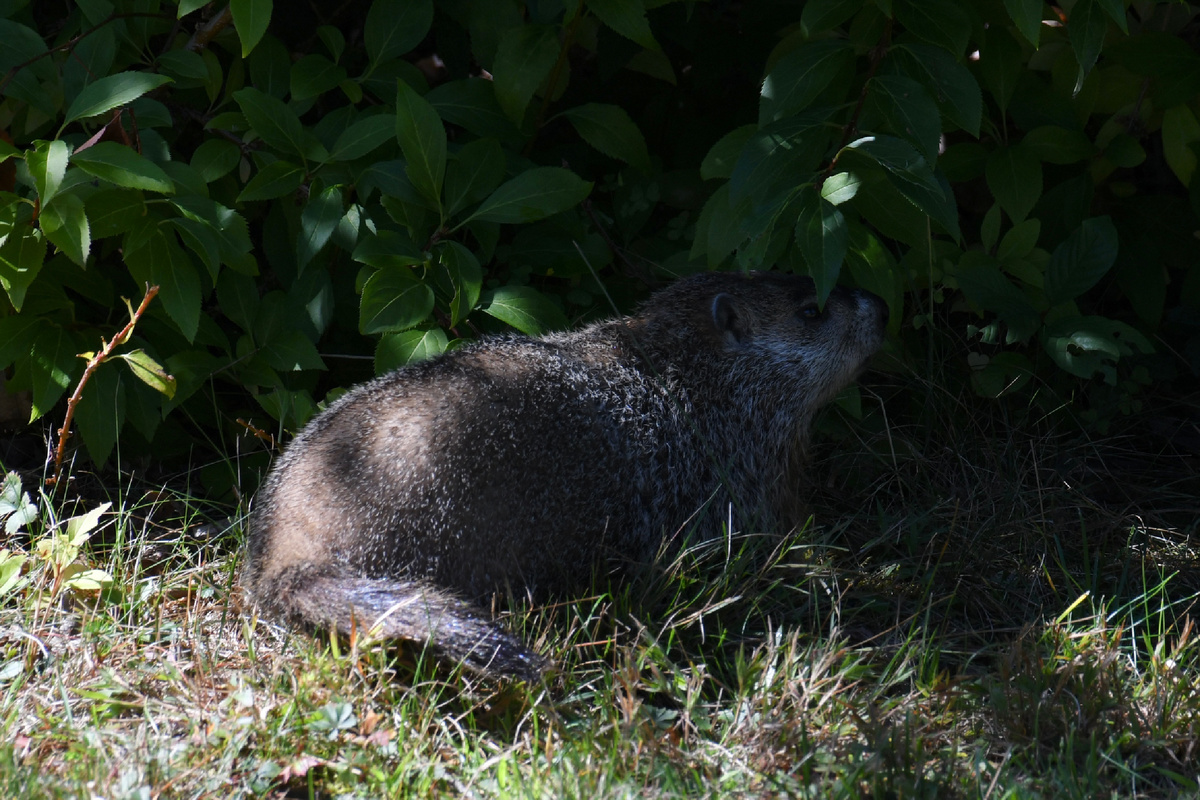 Через мгновение, увидев меня, он шмыгнул в кусты