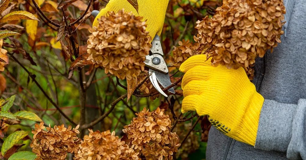 Как обрезать гортензию осенью и не остаться без цветов на следующий год